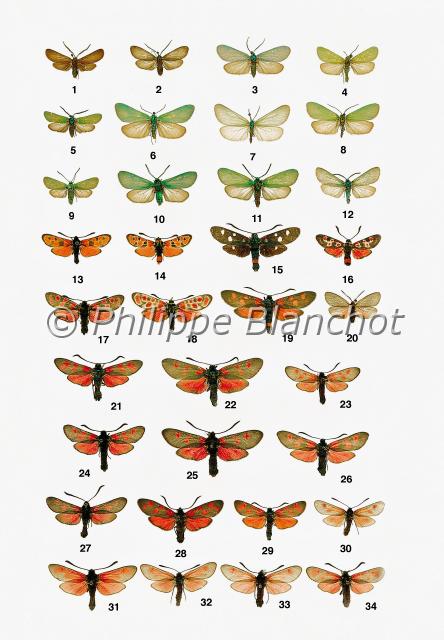 papillons 01.JPG - in "Le Guide Entomologique"Patrice Leraut et Philippe BlanchotEds Delachaux & Niestlé 2003Lépidoptères1 Theresimima ampellophaga (Bayle-Barelle), Le Procris de la vigne, Zygaenidae2 Rhagades pruni (Denis & Schiffermüller), Le Procris du prunier, Zygaenidae3 Jordanita subsolana (Staudinger), Zygaenidae4 Jordanita hispanica (Alberti), Zygaenidae5 Jordanita chloros (Hübner), Zygaenidae6 Jordanita globulariae (Hübner), Zygaenidae7 Jordanita budensis (Speyer & Speyer), Zygaenidae8 Jordanita notata (Zeller), Zygaenidae9 femelle, 10 mâle, 11 mâle (autre nuance chromatique), Adscita statices (Linné), Zygaenidae12 Adscita alpina (Alberti), Zygaenidae13 Zygaena hilaris galliae Oberthür, Zygaenidae14 Zygaena fausta fortunata Rambur, La Zygène de la petite coronille, Zygaenidae15 Zygaena ephialtes ephialtes (Linné), La Zygène de la coronille bigarrée, Zygaenidae16 Zygaena occitanica occitanica (Villers), La Zygène d’Occitanie, Zygaenidae17 Zygaena carniolica modesta Burgeff, La Zygène de Carniole, Zygaenidae18 Zygaena carniolica diniensis Herrich-Schäffer, La Zygène de Carniole, Zygaenidae19 Zygaena ephialtes schaefferi (Scheven), La Zygène de la coronille bigarrée, Zygaenidae20 Aglaope infausta (Linné), La Zygène des épines, Zygaenidae21 et 22 Zygaena filipendulae (Linné), Zygaenidae23 Zygaena viciae (Denis & Schiffermüller), La Zygène des Thérésiens, Zygaenidae24 et 27 Zygaena trifolii (Esper), La Zygène du trèfle, Zygaenidae25 et 26 Zygaena lonicerae (Scheven), La Zygène du chèvrefeuille, Zygaenidae28 et 29 Zygaena transalpina (Esper), La Zygène transalpine, Zygaenidae30 Zygaena nevadensis gallica Oberthür, Zygaenidae31 Zygaena erythrus (Hübner), Zygaenidae32 Zygaena brizae vesubiana Le Charles, La Zygène de Le Charles, Zygaenidae33 Zygaena purpuralis (Brünnich), La Zygène pourpre, Zygaenidae34 Zygaena loti (Denis & Schiffermüller), La Zygène de la millefeuille, Zygaenidae